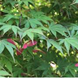Acer palmatum osakazuki vaso 15