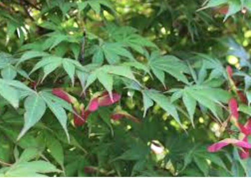 Acer palmatum osakazuki vaso 15