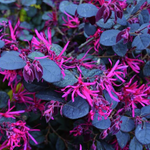 LOROPETALUM CHIN. BLACK PEARL vaso 18/19