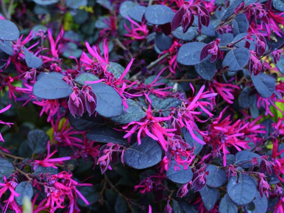 LOROPETALUM CHIN. BLACK PEARL vaso 18/19