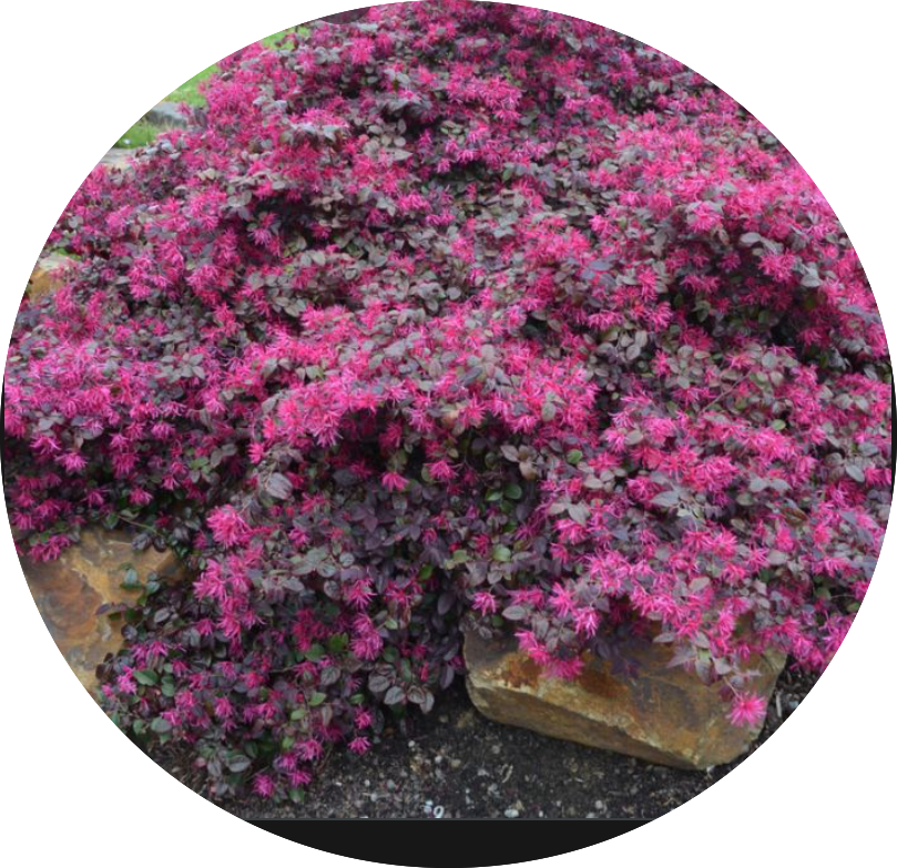 LOROPETALUM CHIN. BLACK PEARL vaso 18/19
