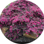 LOROPETALUM CHIN. BLACK PEARL vaso 18/19