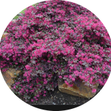 LOROPETALUM CHIN. BLACK PEARL vaso 18/19