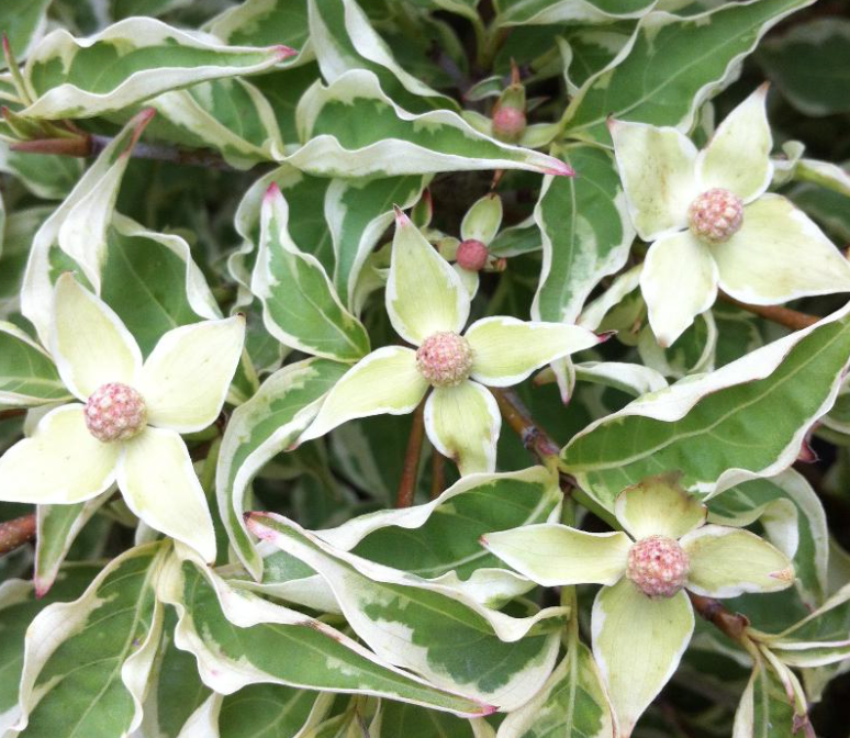 Cornus kousa Wolf Eye vaso 15