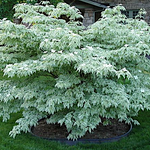 Cornus kousa Wolf Eye vaso 15