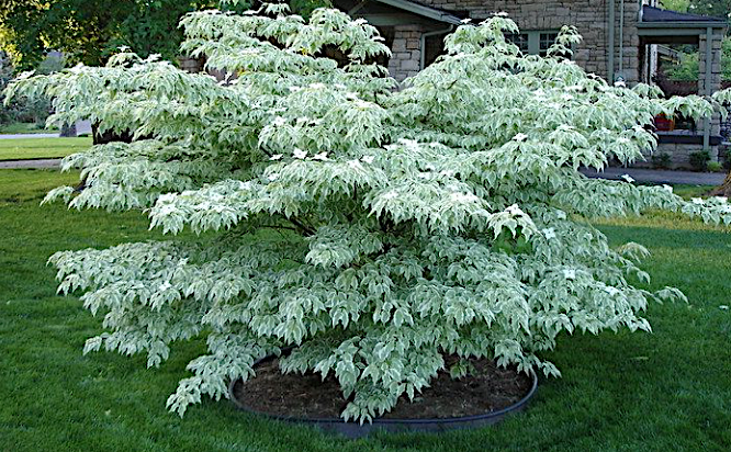 Cornus kousa Wolf Eye vaso 15