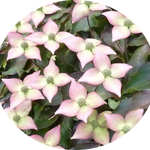 Cornus Kousa Capuccino vaso 15