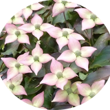 Cornus Kousa Capuccino vaso 15