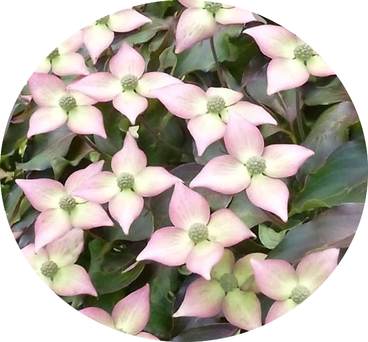 Cornus Kousa Capuccino vaso 15