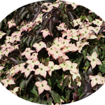 Cornus Kousa Capuccino vaso 15