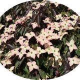 Cornus Kousa Capuccino vaso 15