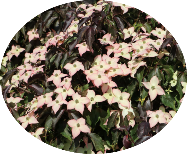 Cornus Kousa Capuccino vaso 15