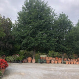 Quercus  Rhysophylla sempreverde vaso 9