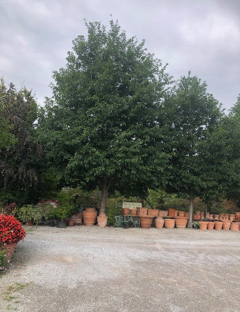 Quercus  Rhysophylla sempreverde vaso 9