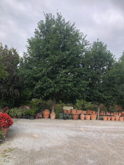 Quercus  Rhysophylla sempreverde vaso 9