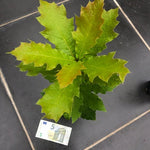Quercus  Rhysophylla sempreverde vaso 9