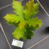 Quercus  Rhysophylla sempreverde vaso 9