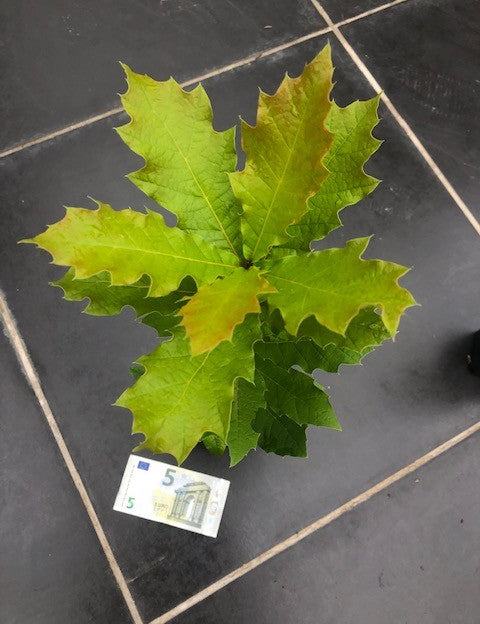 Quercus  Rhysophylla sempreverde vaso 9