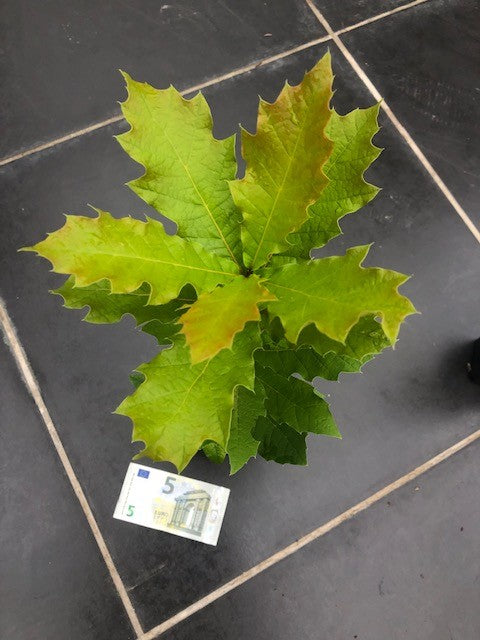 Quercus  Rhysophylla sempreverde vaso 9