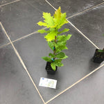Quercus  Rhysophylla sempreverde vaso 9