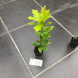 Quercus  Rhysophylla sempreverde vaso 9