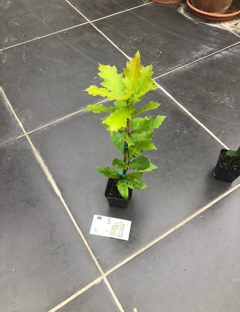 Quercus  Rhysophylla sempreverde vaso 9