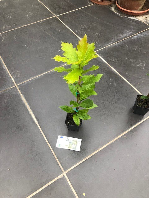 Quercus  Rhysophylla sempreverde vaso 9