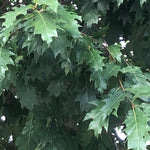 Quercus  Rhysophylla sempreverde vaso 9