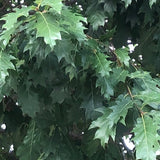 Quercus  Rhysophylla sempreverde vaso 9