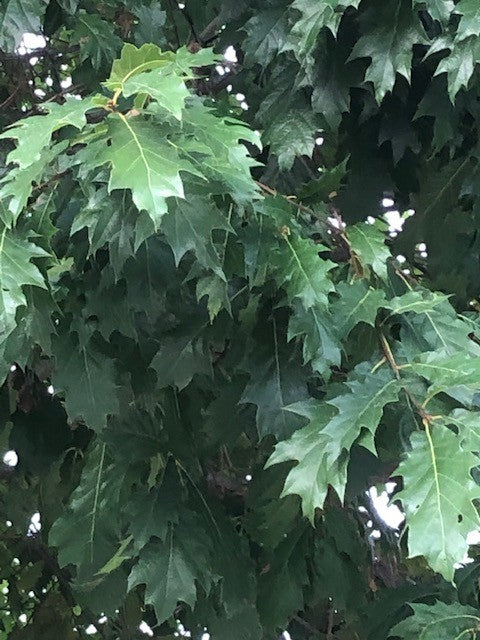 Quercus  Rhysophylla sempreverde vaso 9