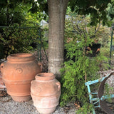 Quercus  Rhysophylla sempreverde vaso 9