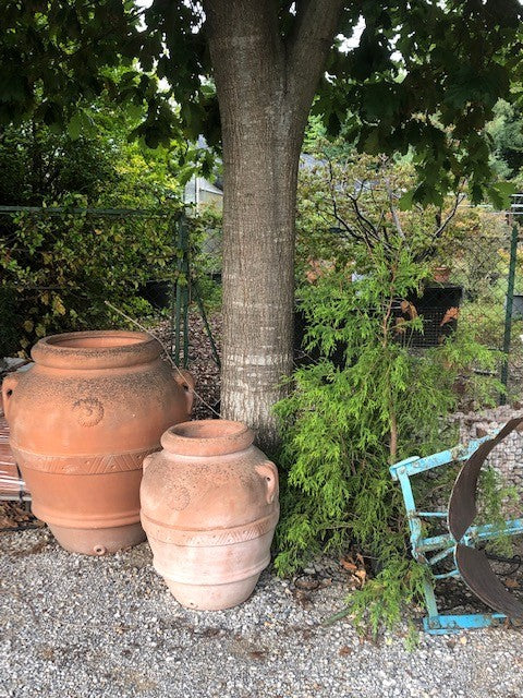 Quercus  Rhysophylla sempreverde vaso 9