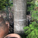 Quercus  Rhysophylla sempreverde vaso 9