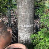 Quercus  Rhysophylla sempreverde vaso 9