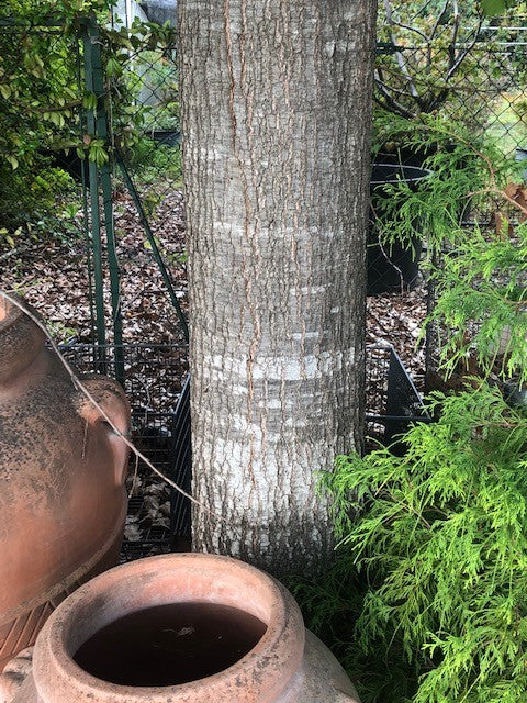 Quercus  Rhysophylla sempreverde vaso 9