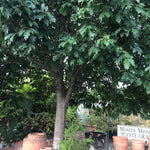 Quercus  Rhysophylla sempreverde vaso 9