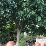 Quercus  Rhysophylla sempreverde vaso 9