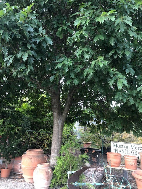 Quercus  Rhysophylla sempreverde vaso 9
