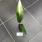 Aspidistra Asahi