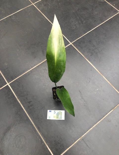 Aspidistra Asahi