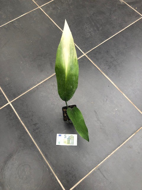Aspidistra Asahi