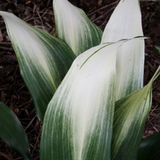 Aspidistra Asahi
