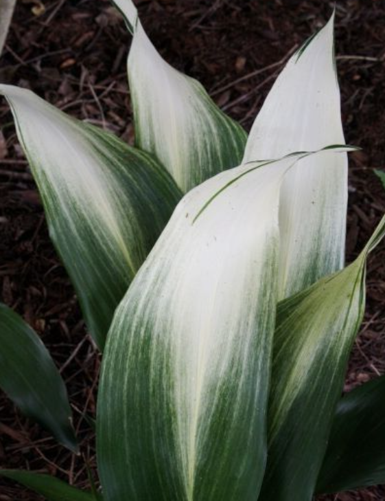 Aspidistra Asahi