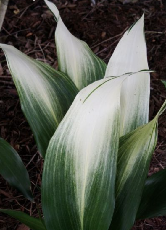 Aspidistra Asahi