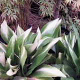 Aspidistra Asahi
