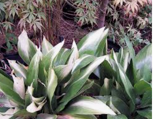 Aspidistra Asahi