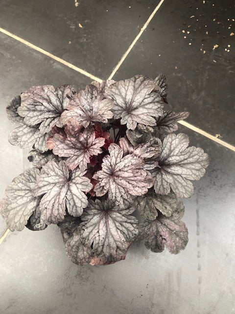 Heuchera Salmerina vaso 12/13
