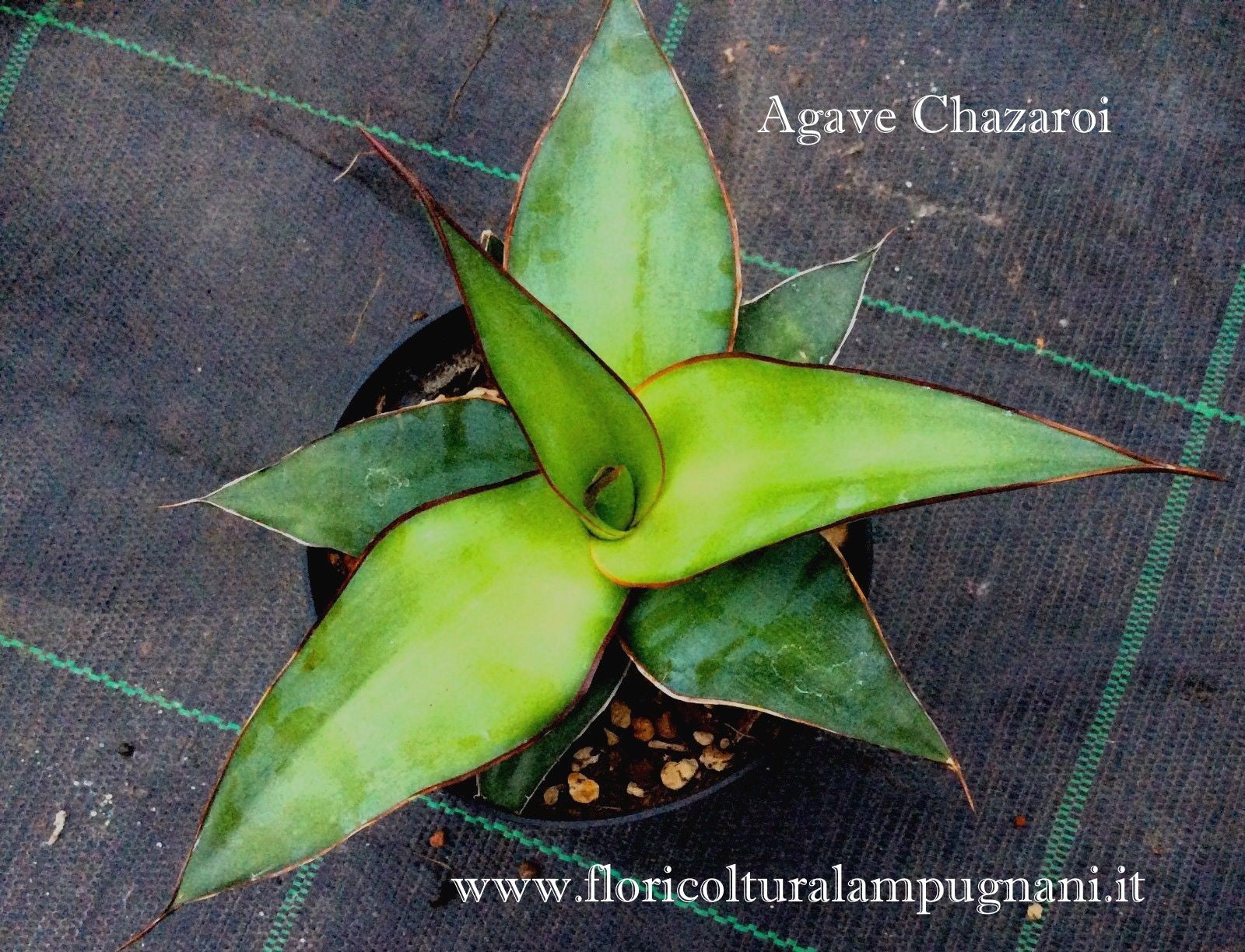 Agave Chazaroi