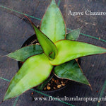 Agave Chazaroi