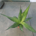 Agave Chazaroi cm. 25/30